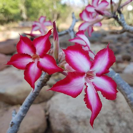 Bona Intaba Game Lodge Hoedspruit Luaran gambar