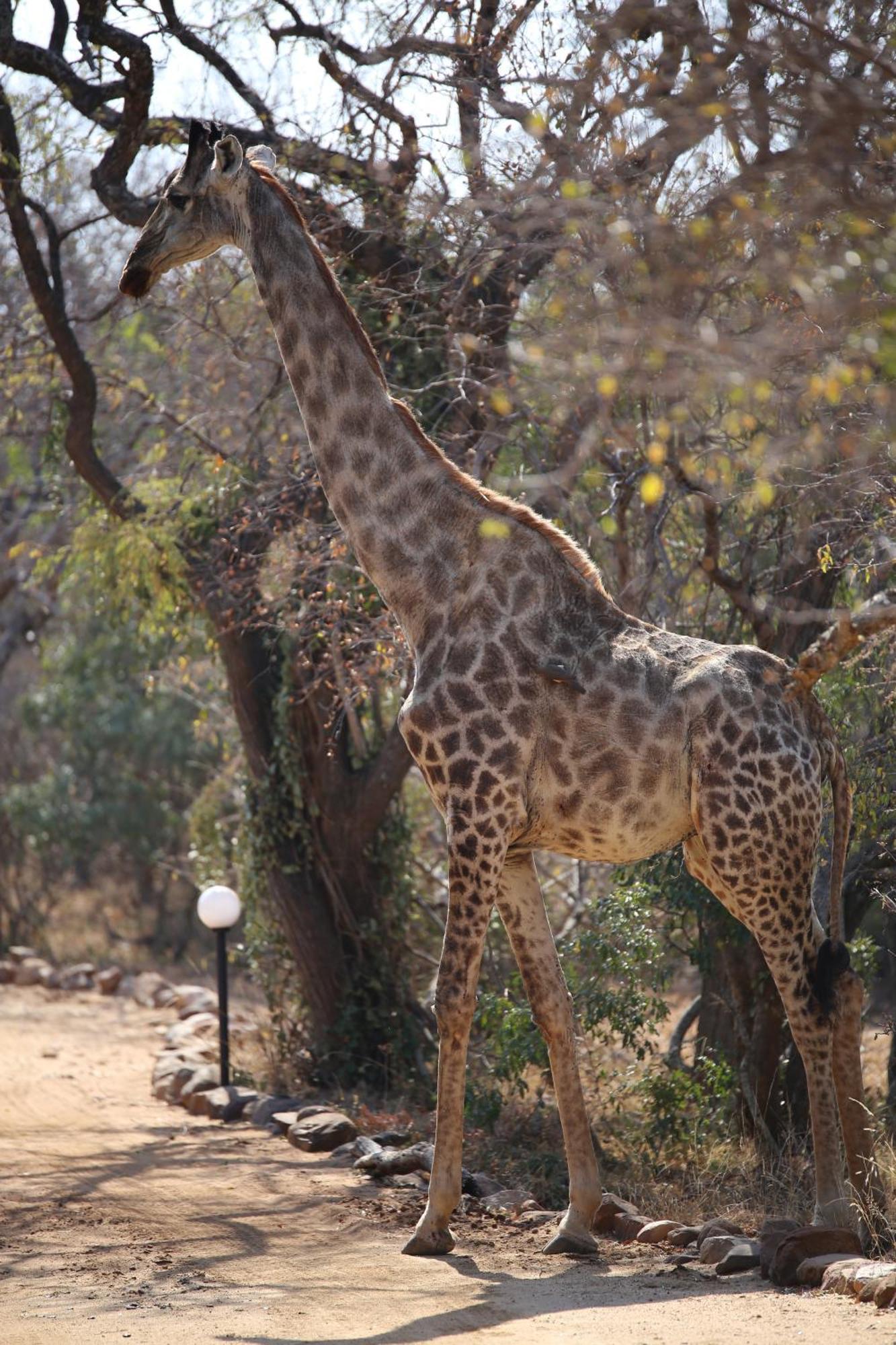 Bona Intaba Game Lodge Hoedspruit Luaran gambar