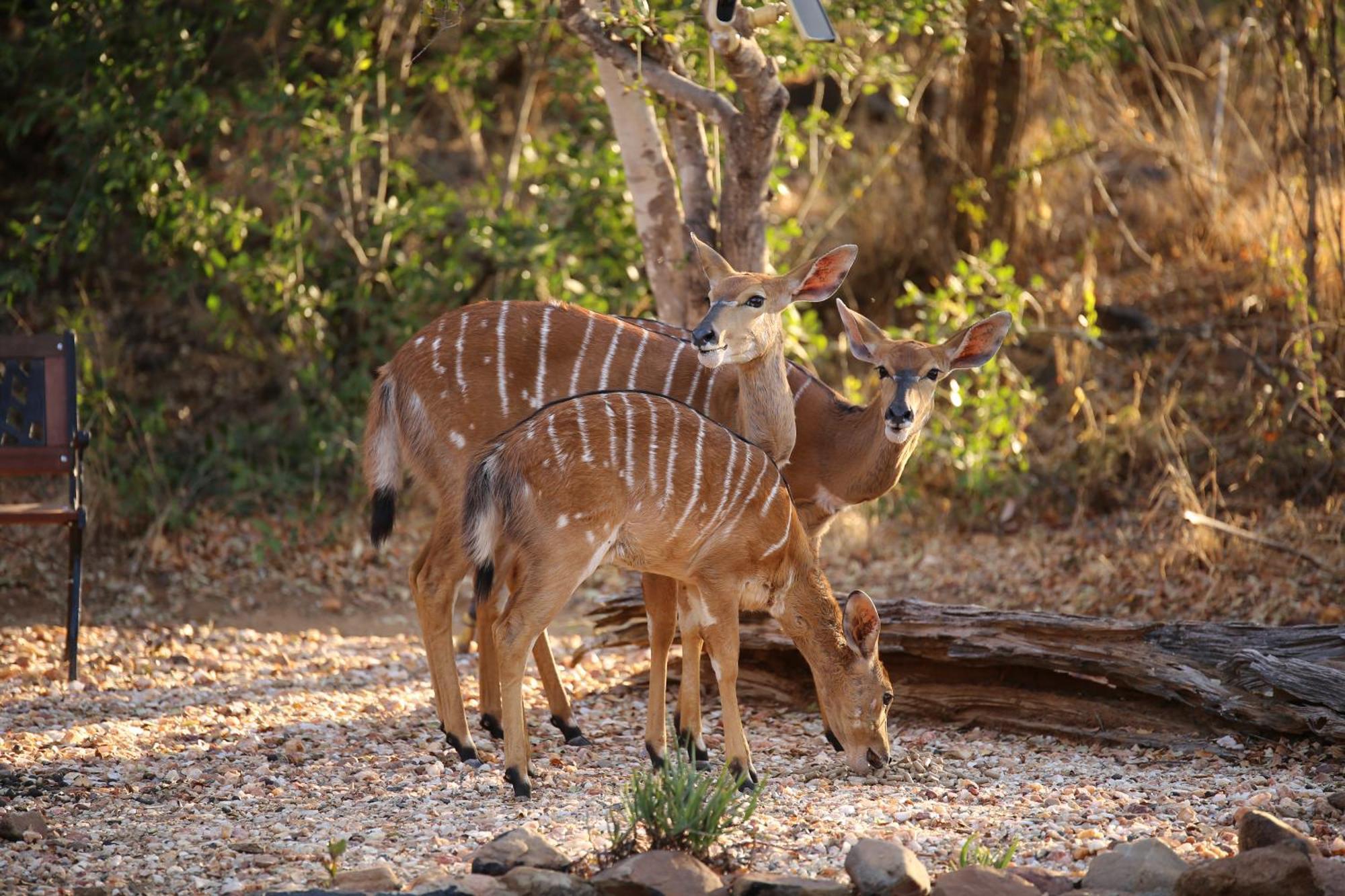 Bona Intaba Game Lodge Hoedspruit Luaran gambar