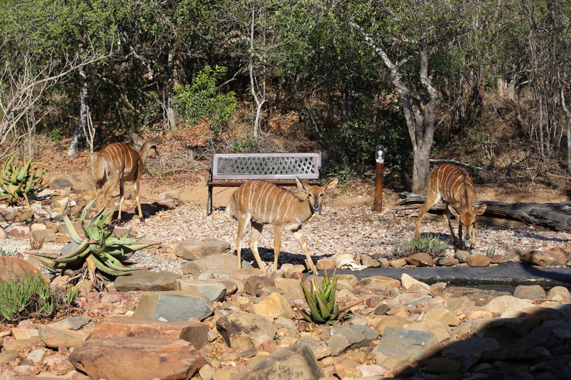 Bona Intaba Game Lodge Hoedspruit Luaran gambar